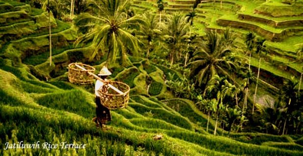 مزارع الارز جاتلويه في بالي